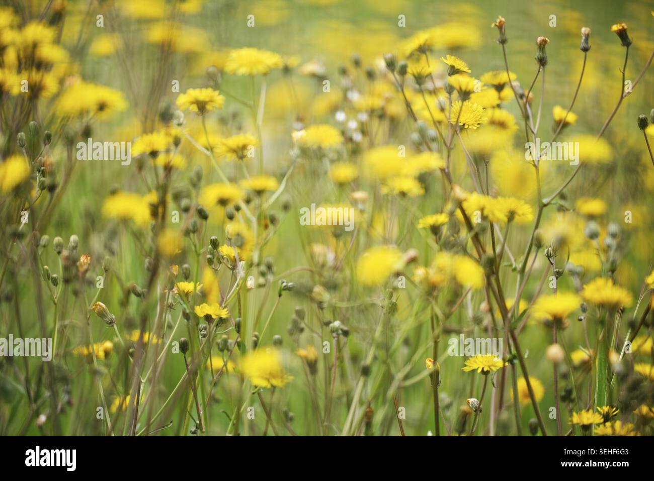 Wiese Pippau (Crepis biennis), Naturschutzgebiet Huelser Bruch, Krefeld, Nordrhein-Westfalen, Deutschland Stockfoto