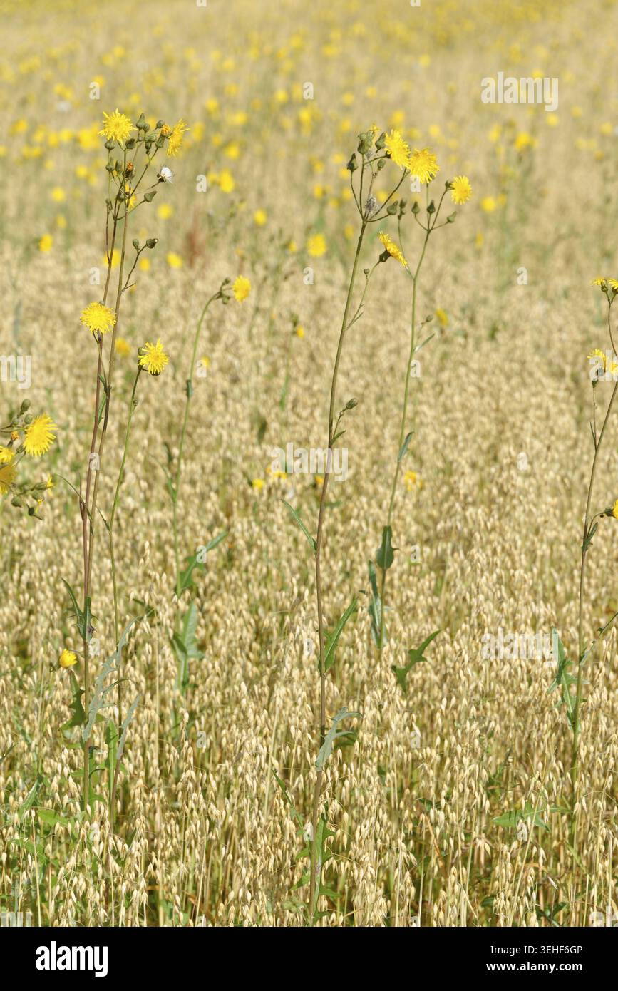 Wiese Pippau (Crepis biennis), Naturschutzgebiet Huelser Bruch, Krefeld, Nordrhein-Westfalen, Deutschland Stockfoto