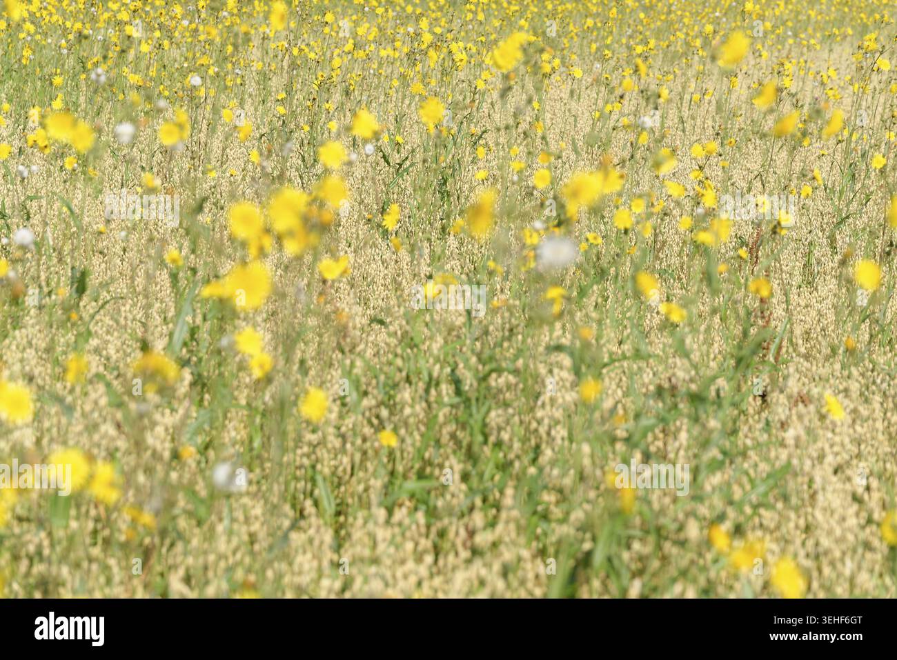 Wiese Pippau (Crepis biennis), Naturschutzgebiet Huelser Bruch, Krefeld, Nordrhein-Westfalen, Deutschland Stockfoto