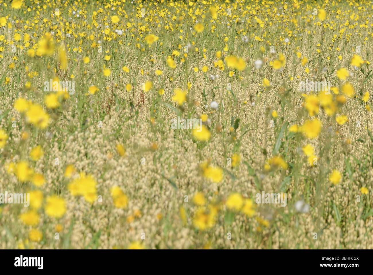 Wiese Pippau (Crepis biennis), Naturschutzgebiet Huelser Bruch, Krefeld, Nordrhein-Westfalen, Deutschland Stockfoto