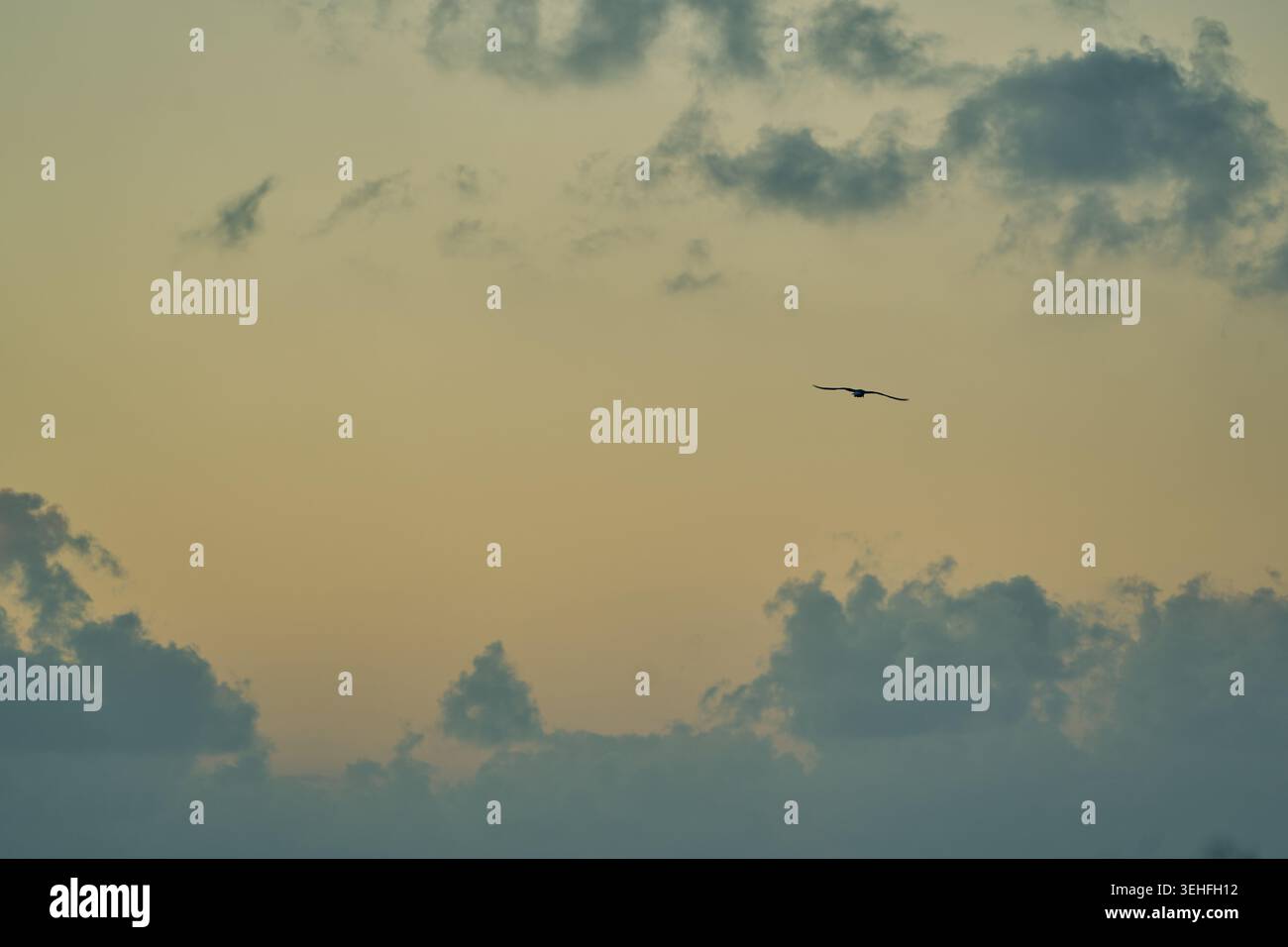 Silhouette eines Vogels mit ausgestreckten Flügeln, der durch einen friedlichen Himmel gleitet und von goldenem zu dunklem Blau übergeht, mit weichen Wolken Stockfoto