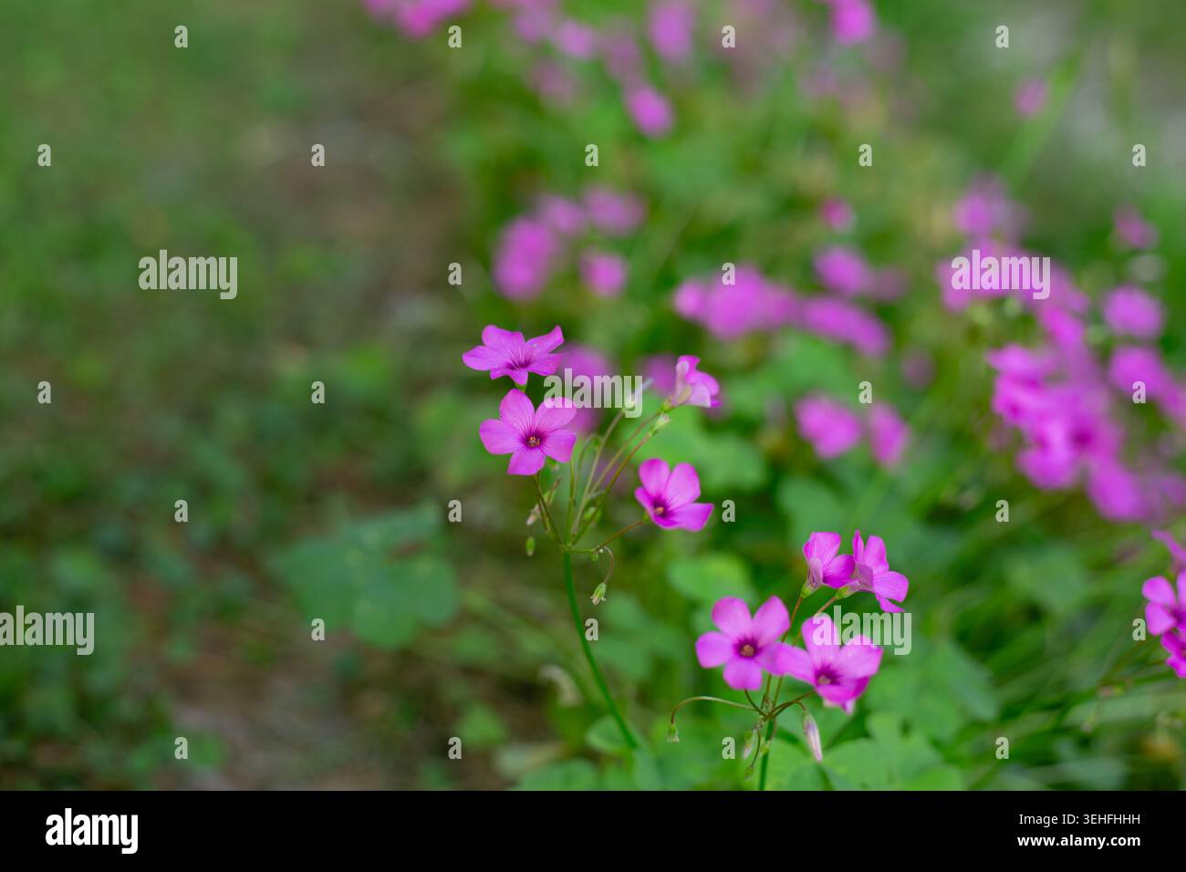 Oxalis, rhizomatöser Sauerampfer. Eine ausdauernde, rhizomatöse, bodenbedeckende krautige Pflanze mit halbimmergrünem Laub. Selektiver Fokus Stockfoto