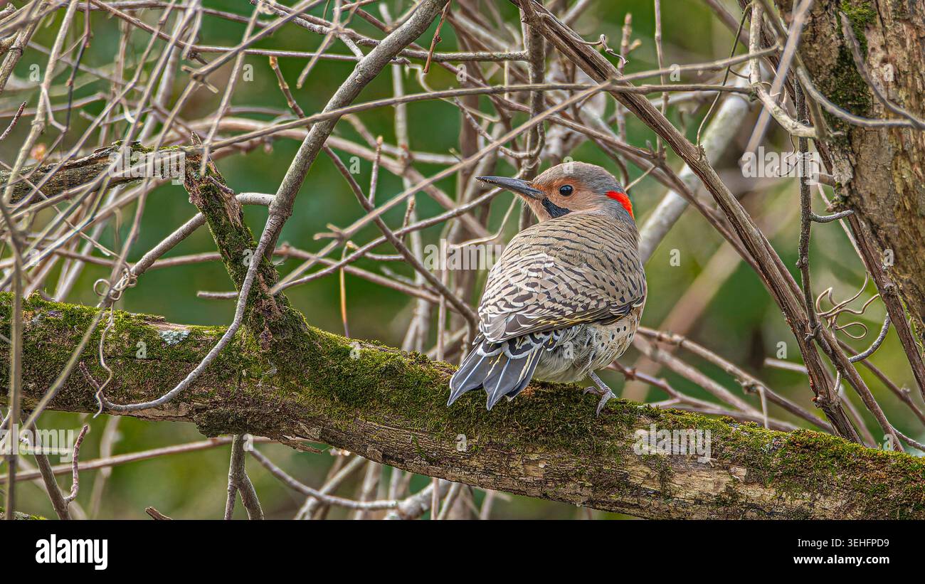 Ein Northern Flicker, Colaptes auratus, thront auf einem moosbedeckten Baum im Norden von Indiana Stockfoto