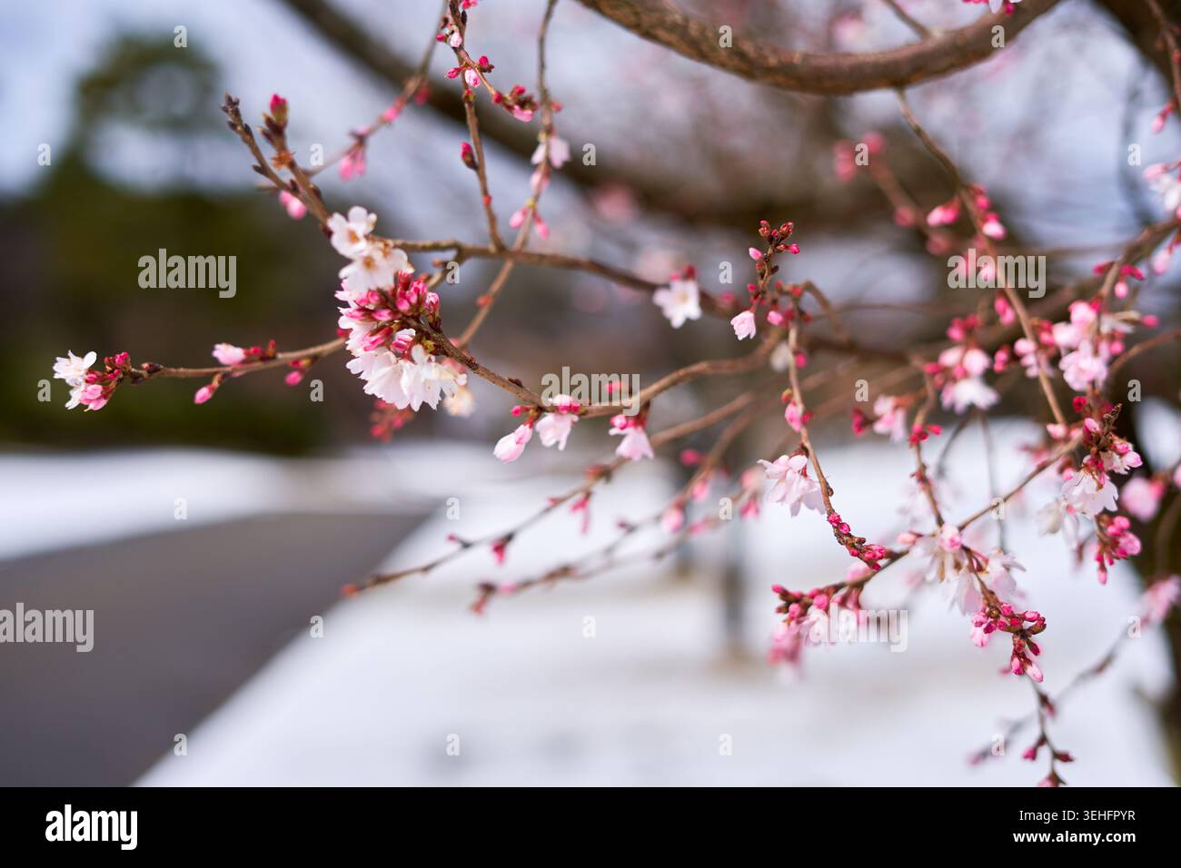 Nahaufnahme von zarten rosa und weißen Kirschblütenzweigen (Sakura) im frühen Frühling, mit Büscheln geöffneter Blüten und Stockfoto