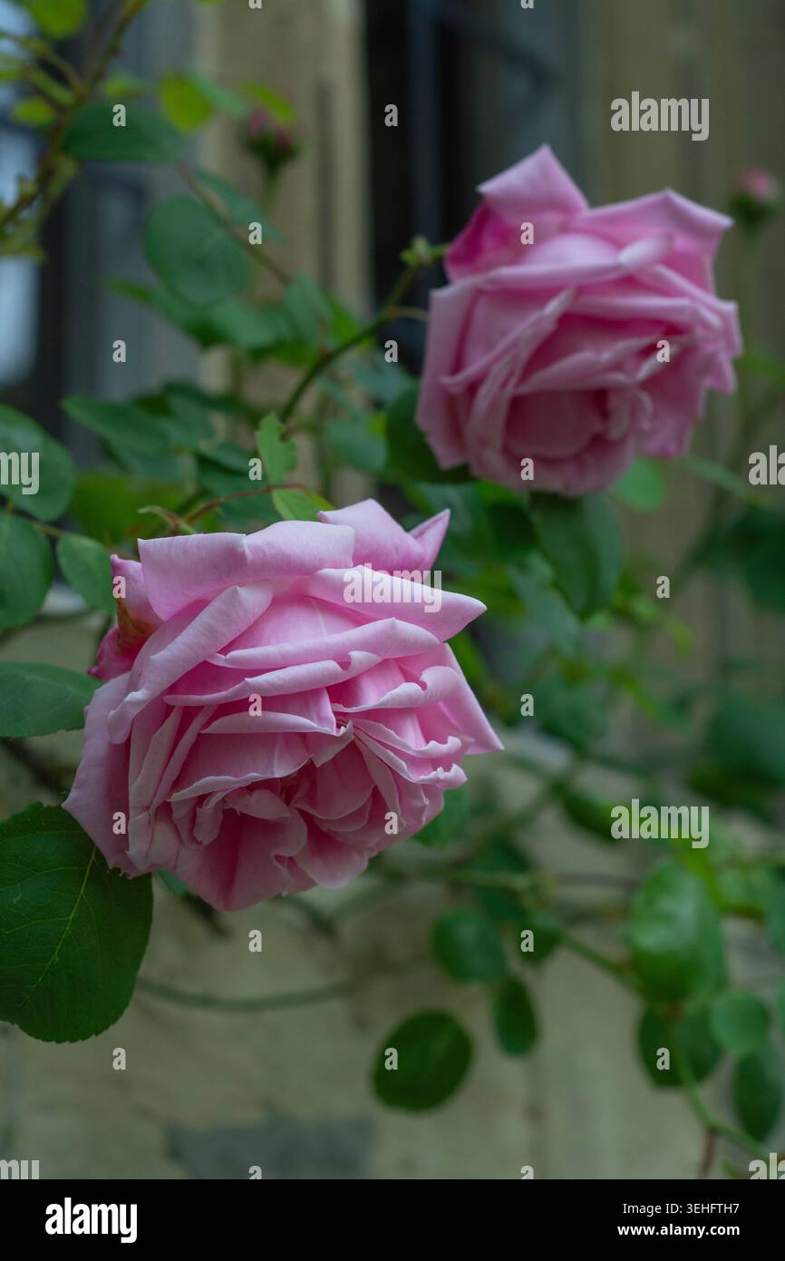 Rosa Rose, Madame Caroline Testout (Climber), an einer Steinmauer Stockfoto