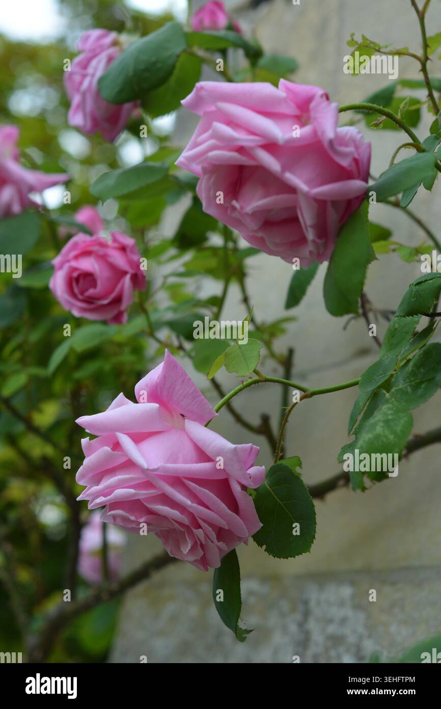 Rosa Rose, Madame Caroline Testout (Climber), an einer Steinmauer Stockfoto
