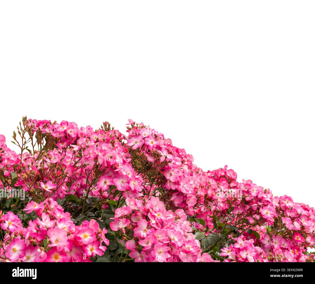 Blühende rosafarbene Strauchrosen isoliert auf weiß, Beschneidungspfad inklusive, ideales Ausschnittelement für botanische Illustrationen, Landschaftsgrafiken, Hochzeitsinv Stockfoto
