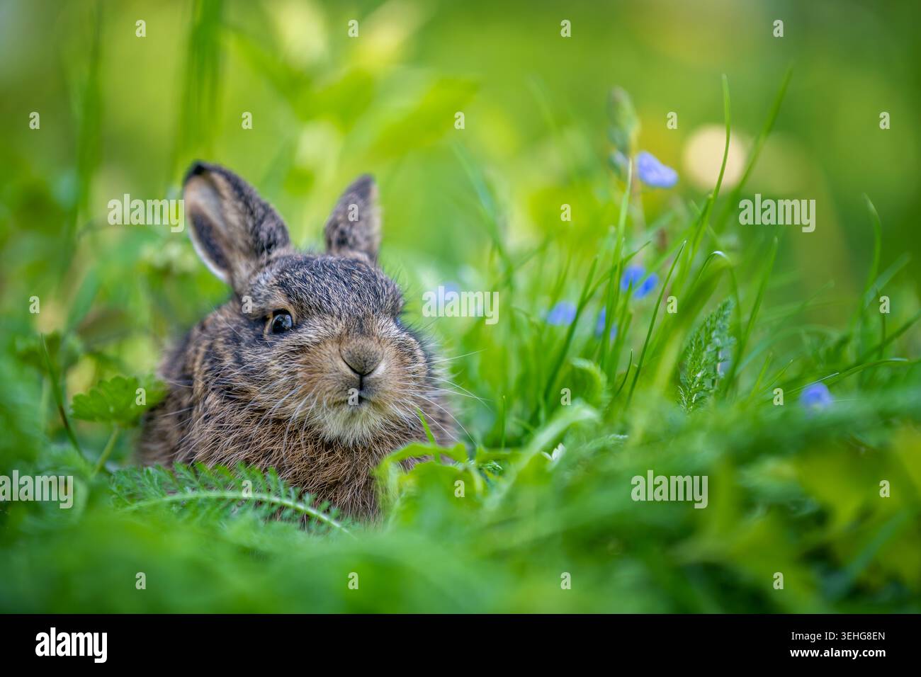 Junger Hase ruht in üppigem grünem Gras mit kleinen blauen Blüten Stockfoto