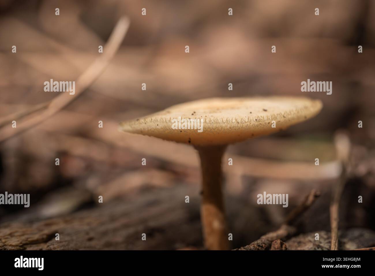 Makroperspektive eines einzelnen Wildpilzes, der aus verrottendem Holz mit weichem Bokeh wächst Stockfoto