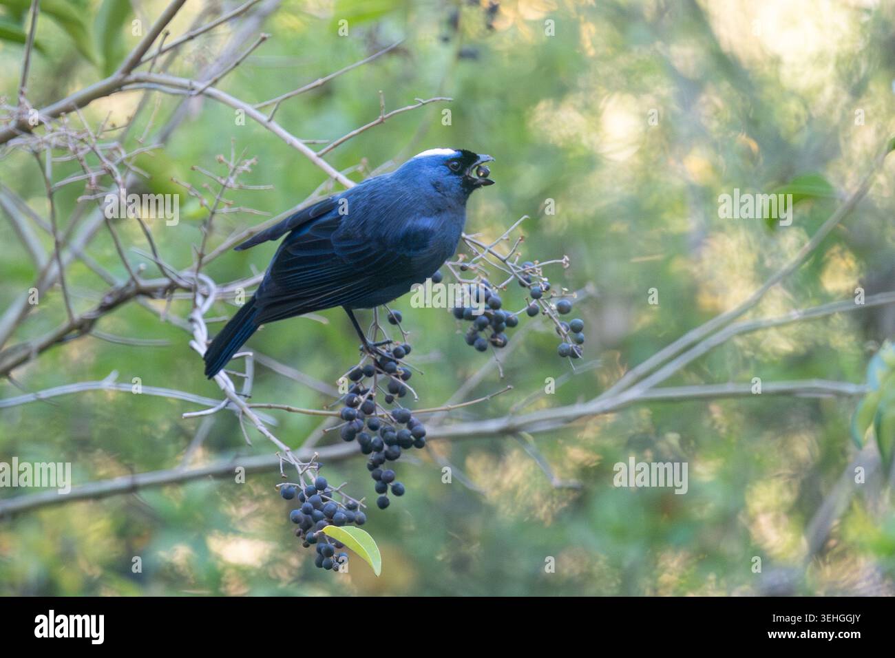 Diademed Tanager (Stephanophorus diadematus) ernährt sich von den Früchten eines chinesischen Gehölzes (Ligustrum sinense) in freier Wildbahn, beobachtet in Buenos Aires, Argentinien Stockfoto