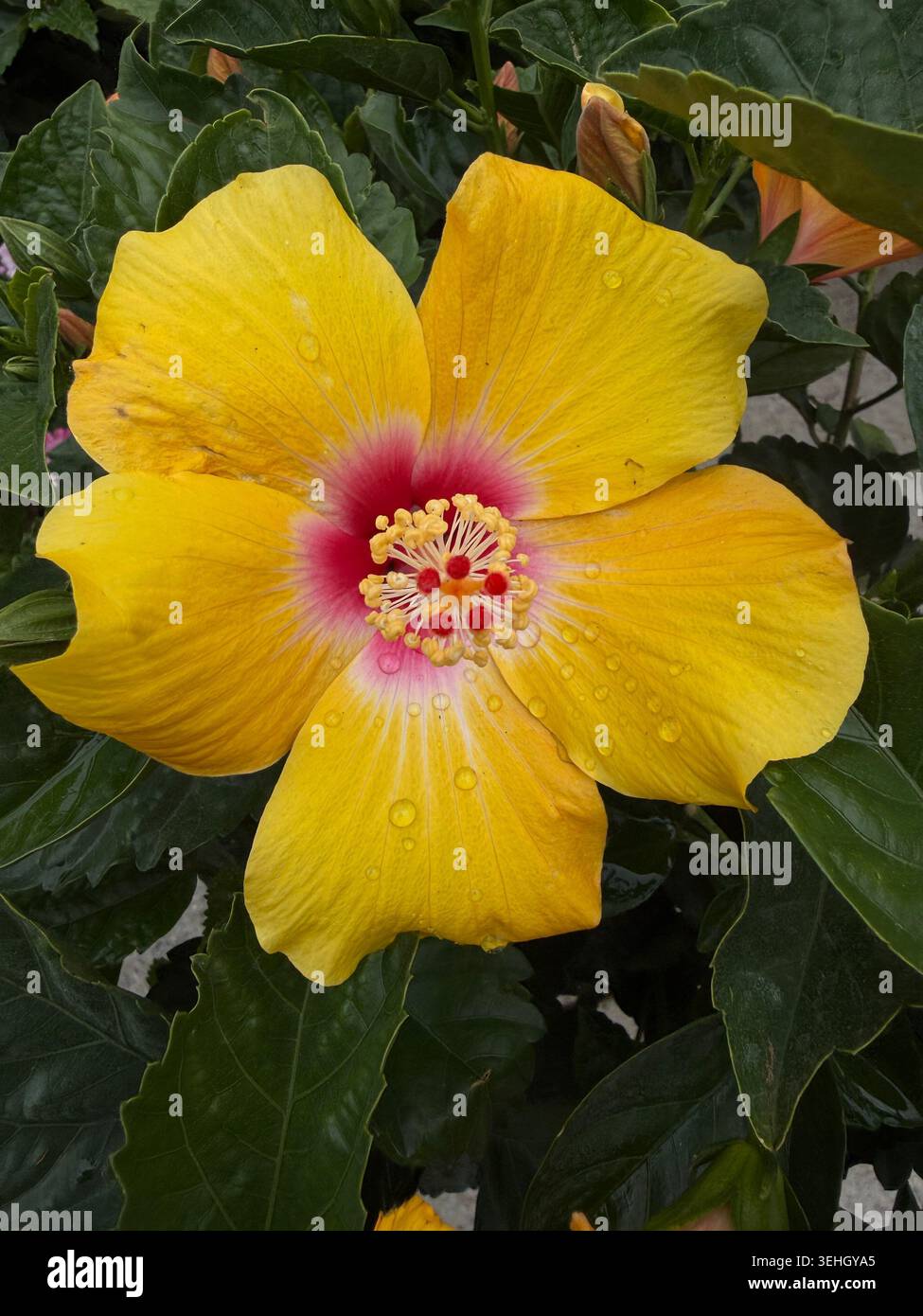 Wunderschöne hawaiianische gelbe Hibiskusblüte, die im Frühjahr vollständig geöffnet ist. Dieser gelbe Hibiskus ist ein seltener Typ. Stockfoto