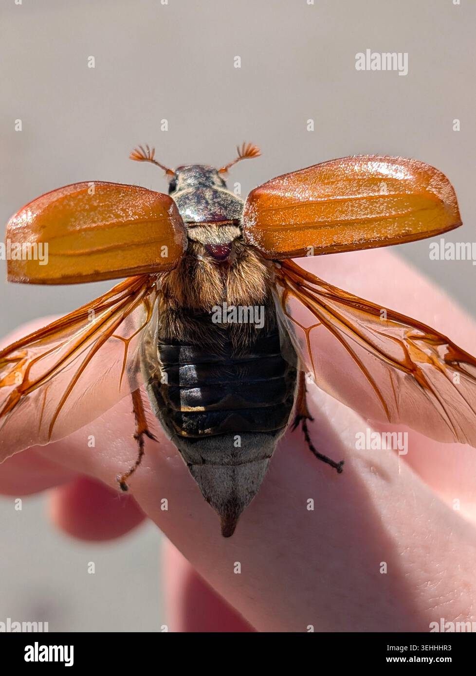 Nahaufnahme eines Cockchaferkäfers (Melolontha melolontha) spreizte seine Flügel auf einem menschlichen Finger, detaillierte Makroaufnahme des Maikäfers im Frühjahr. - Smartphone-aufgenommenes Stockfoto