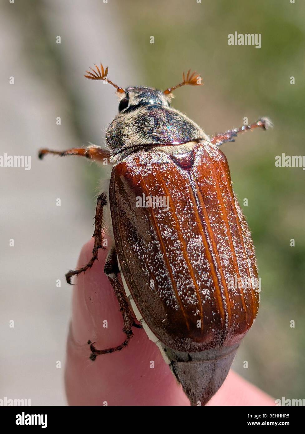 Nahaufnahme eines Cockchaferkäfers (Melolontha melolontha) spreizte seine Flügel auf einem menschlichen Finger, detaillierte Makroaufnahme des Maikäfers im Frühjahr. - Smartphone-aufgenommenes Stockfoto