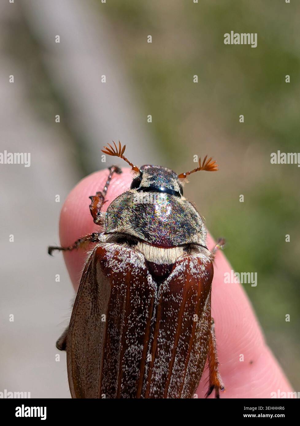 Nahaufnahme eines Cockchaferkäfers (Melolontha melolontha) spreizte seine Flügel auf einem menschlichen Finger, detaillierte Makroaufnahme des Maikäfers im Frühjahr. - Smartphone-aufgenommenes Stockfoto
