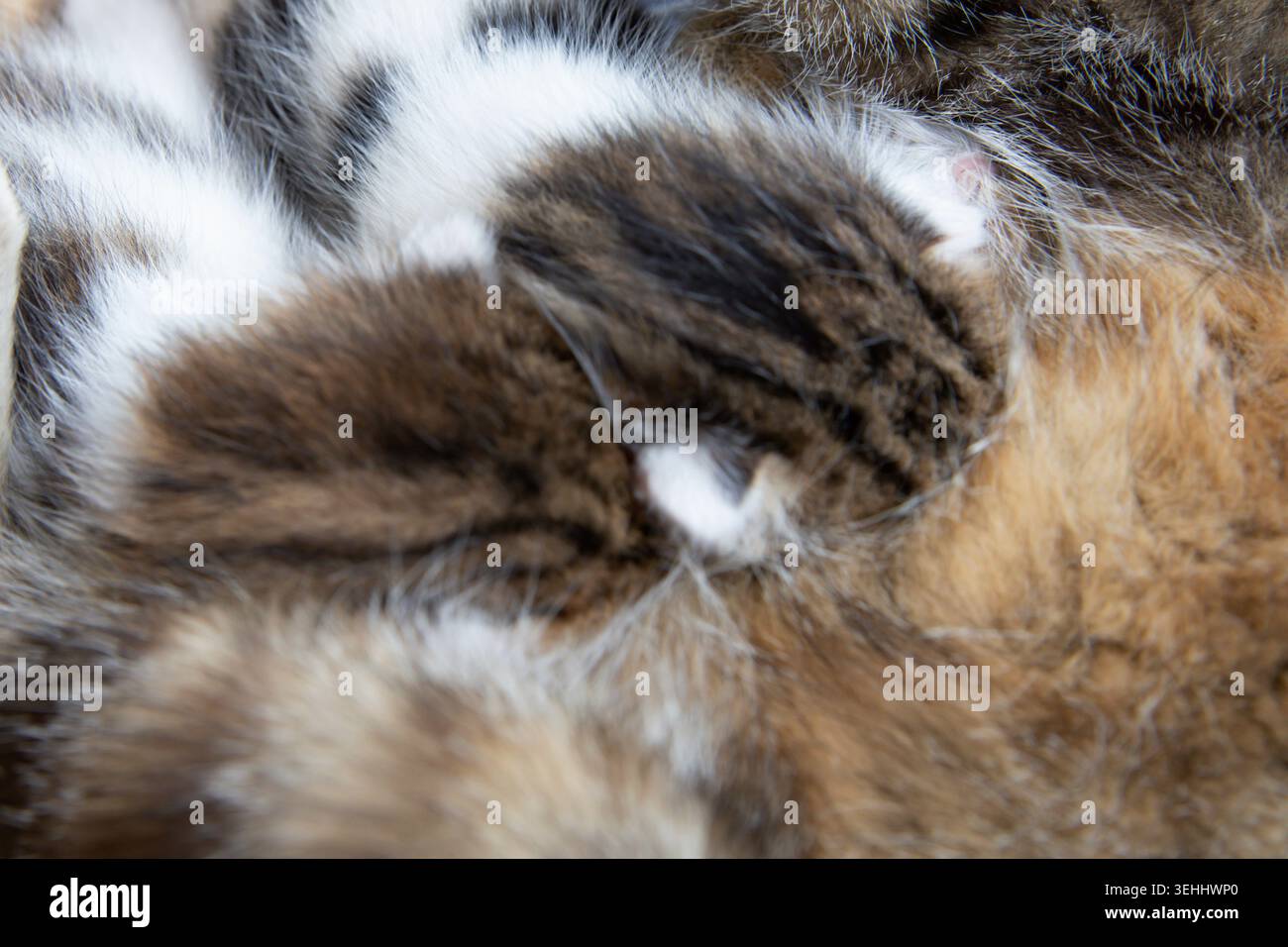 Schlafende neugeborene Kätzchen kuscheln sich in weichem Mutterfell aus der Nähe Stockfoto