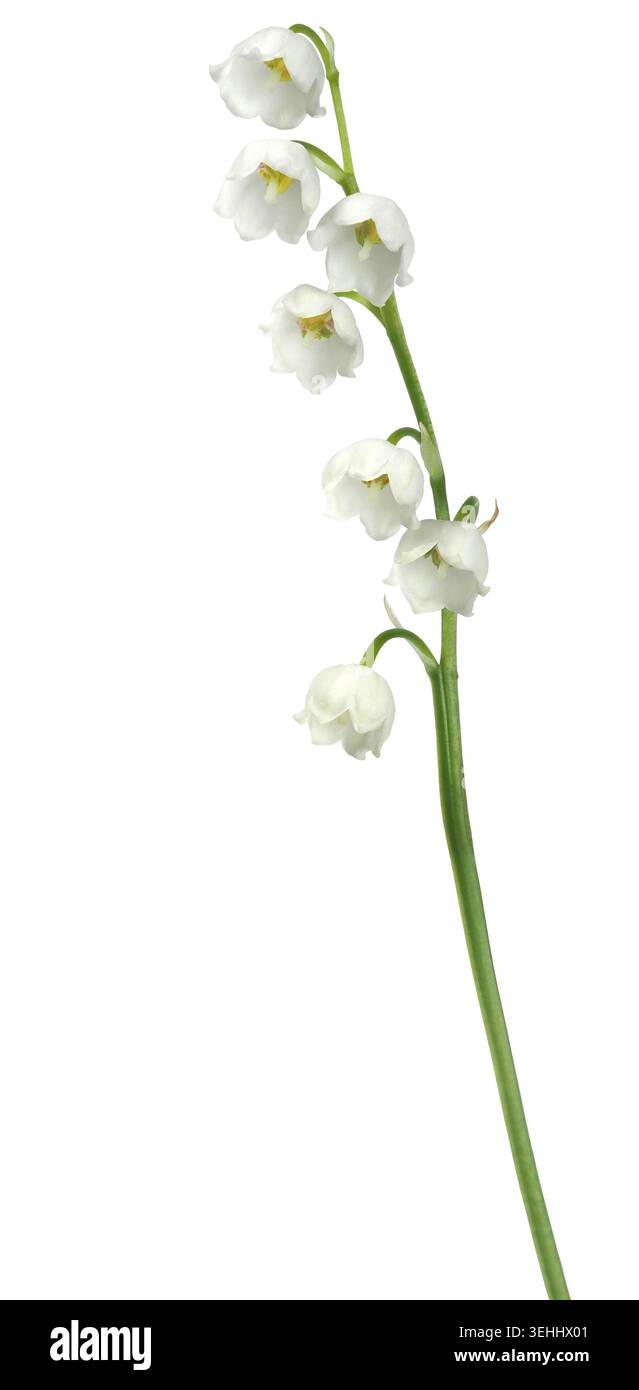 Lily Of The Valley - Blumen isoliert auf weißem Hintergrund Stockfoto