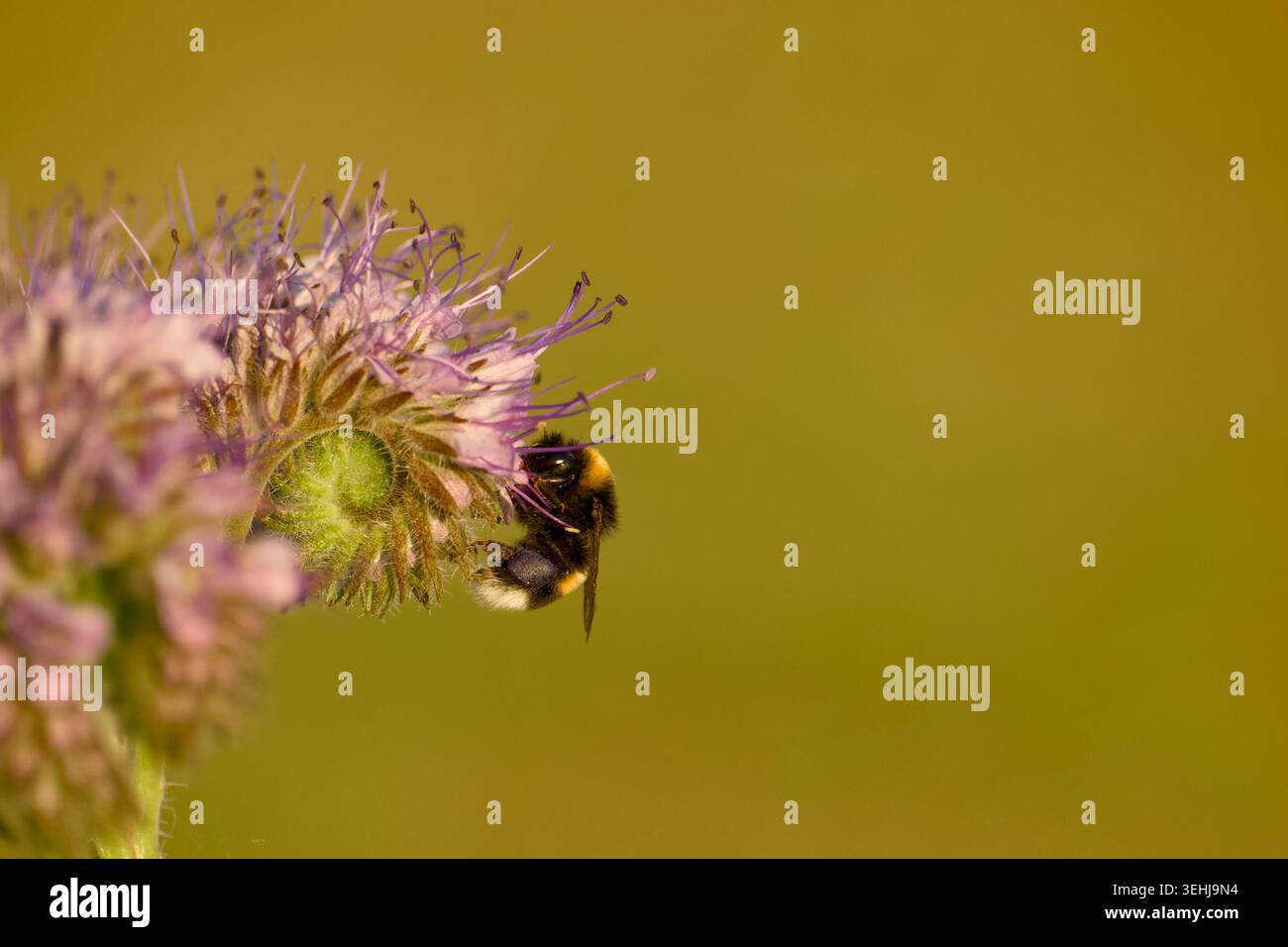 Hummel sammelt Nektar von phacelia-Blüten vor glattem goldenen Hintergrund Stockfoto