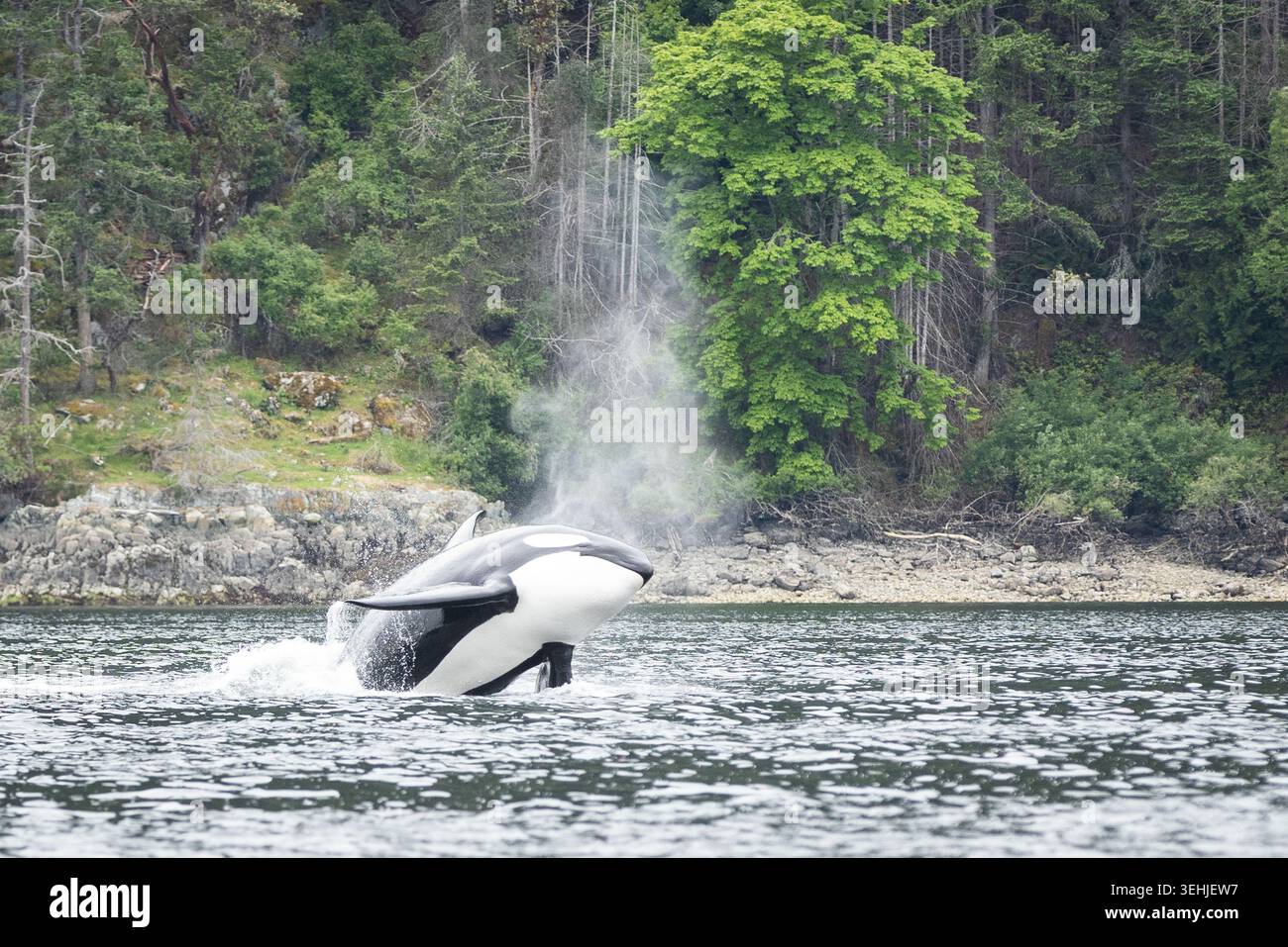 Orca bricht in der Nähe der bewaldeten Küste in ruhigen Küstengewässern Stockfoto
