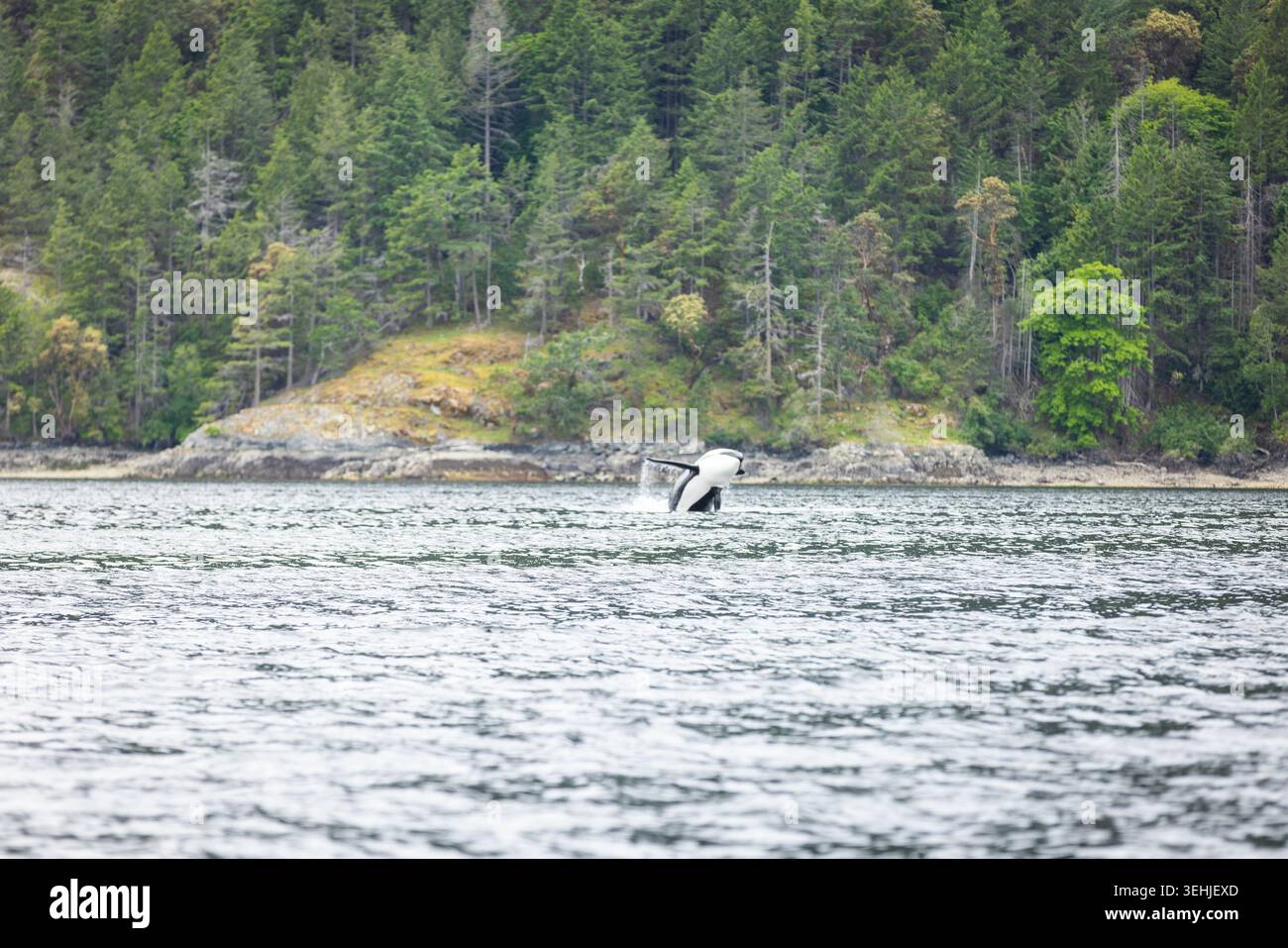 Orca bricht in der Nähe der bewaldeten Küste in ruhigen Küstengewässern Stockfoto