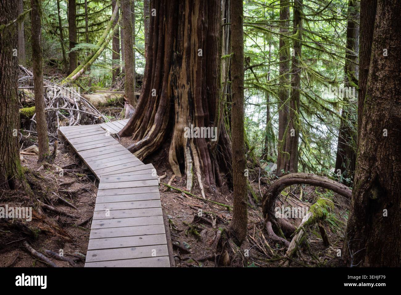 Holzsteg Schlängelt Sich Durch Den Old-Growth Forest Um Giant Stockfoto