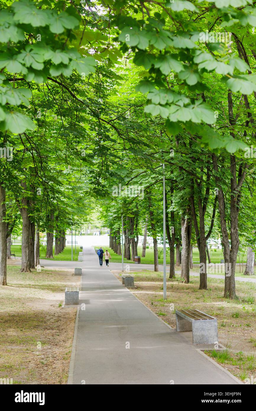 Vertikaler Blick auf einen malerischen Wanderweg in einem öffentlichen Sommerpark, gesäumt von üppigen grünen Kastanienbäumen. Leute, die in der Ferne auf dem Bürgersteig laufen Stockfoto