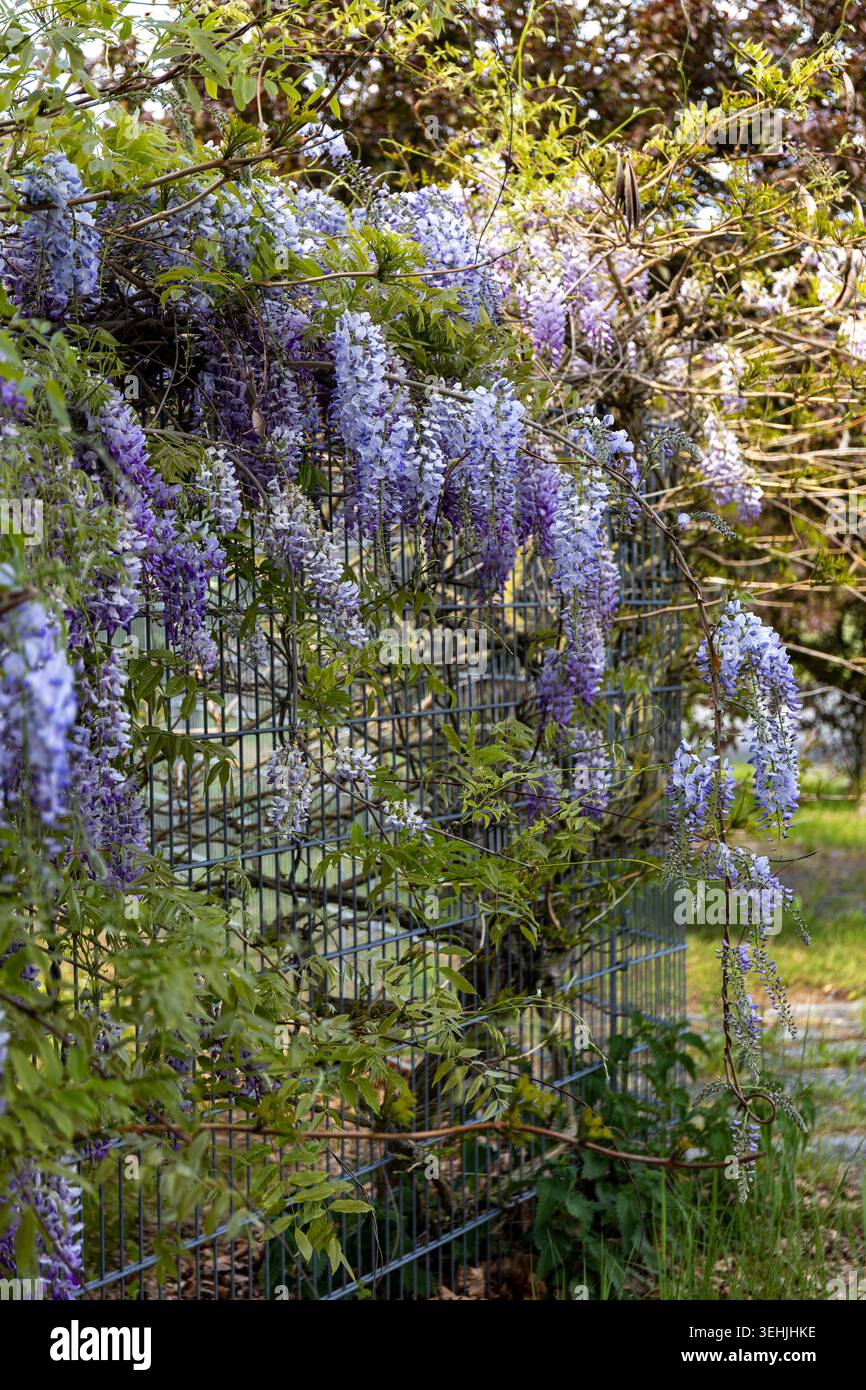 Leuchtend violette Glyzinien in voller Blüte wachsen auf einem Zaun und symbolisieren natürliche Schönheit und Frühlingsfrische. Perfekt für elegantes und ruhiges Design Stockfoto