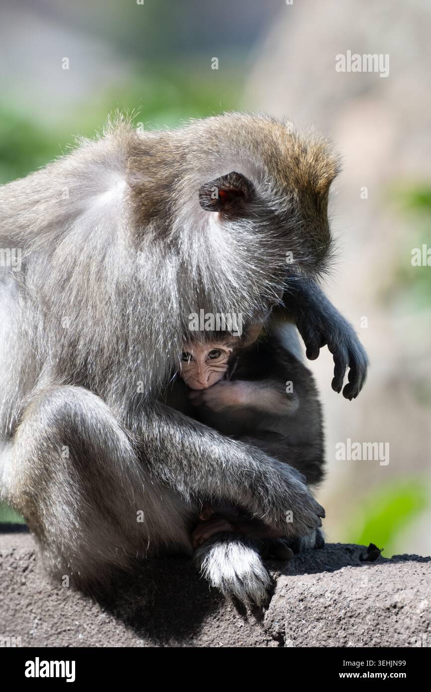 Schützende Makaken-Mutter schützt ihr Baby sanft in den tropischen Wäldern von Bali, Indonesien. Stockfoto