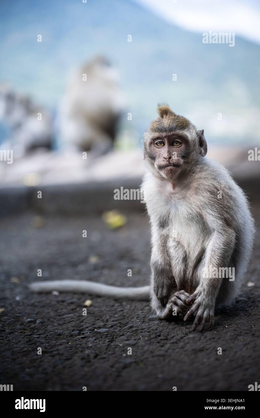 Junge Makaken sitzen ruhig auf einem vulkanischen Pfad in Bali, Indonesien. Stockfoto