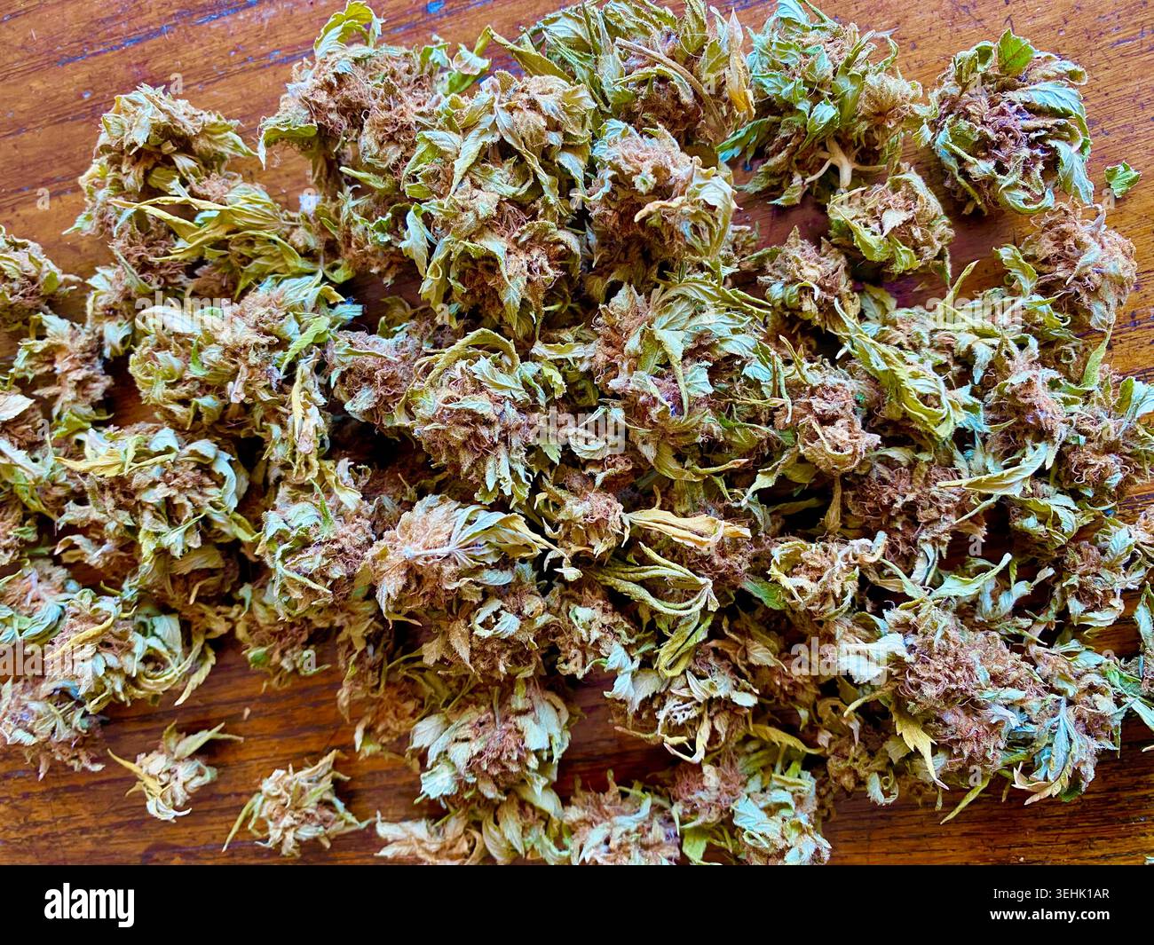 Hanf, Cannabis sativa. Getrocknete Blütenknospen, Stillleben Stockfoto