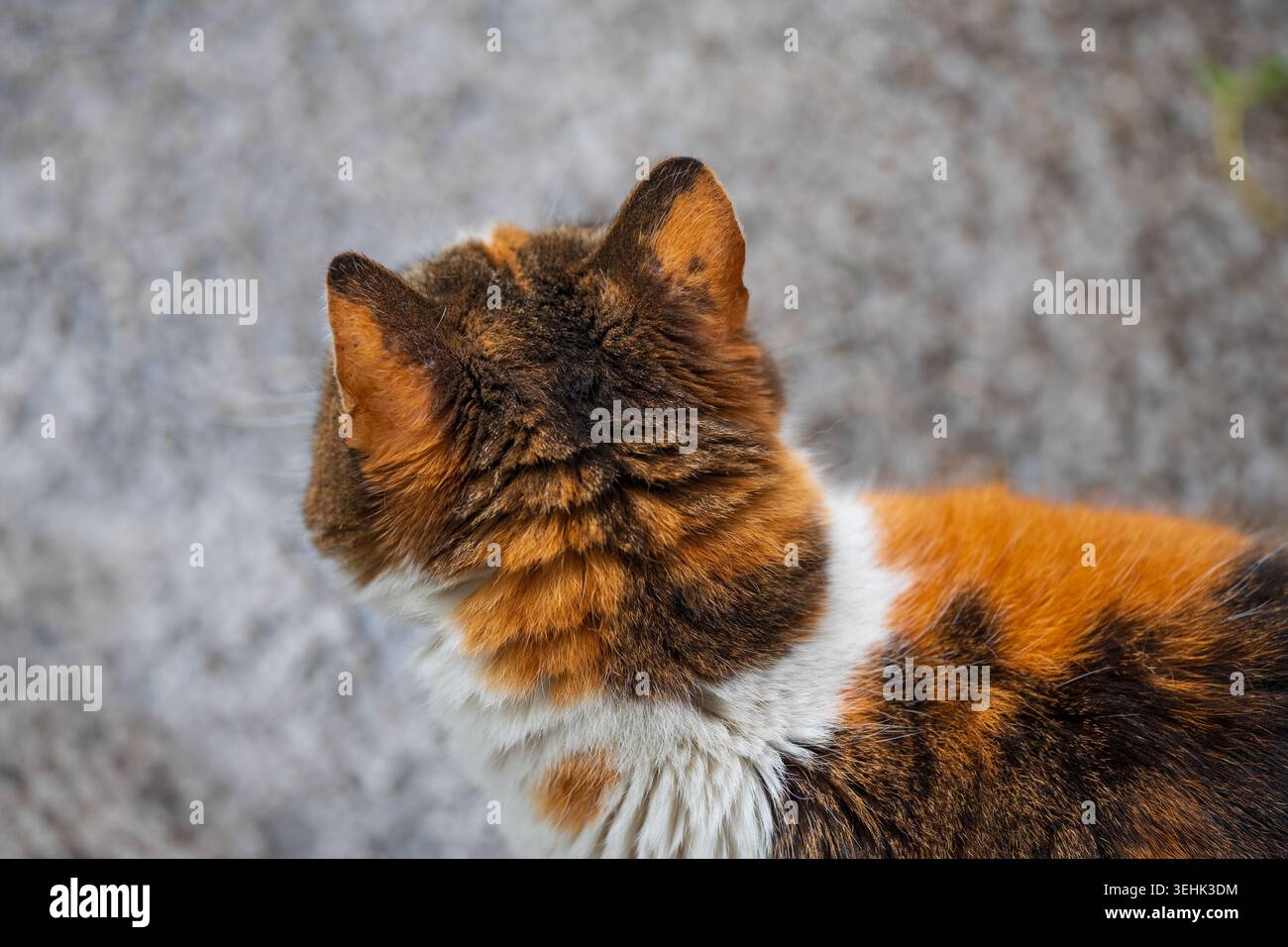 Top-Down-Makroaufnahme von Schildpatt-Katzenohren mit Fokus auf Textur und weiches Außenlicht Stockfoto
