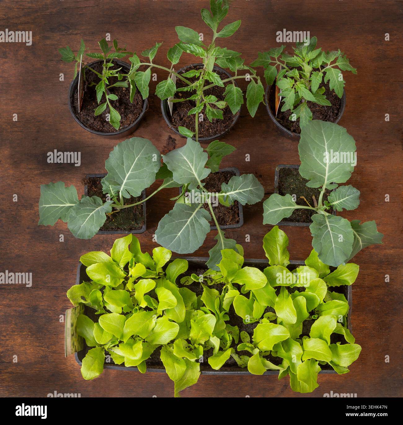 Drei Tomatensämlinge in runden Töpfen, drei Brassica-Setzlinge in quadratischen Töpfen und ein Tablett mit Salatpflanzen sitzen auf einer Holzfläche. Stockfoto