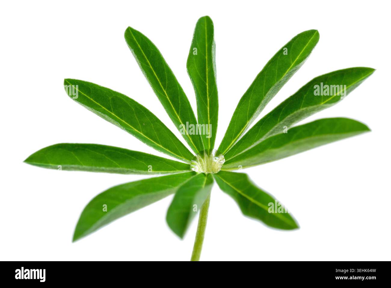 Ein palmatisch zusammengesetztes Blatt einer Lupine mit elf grünen Blättern, die von einem zentralen Punkt auf einem Stamm ausstrahlen, auf weißem Hintergrund. Lupinenblatt. Bsip 016940 021 Stockfoto