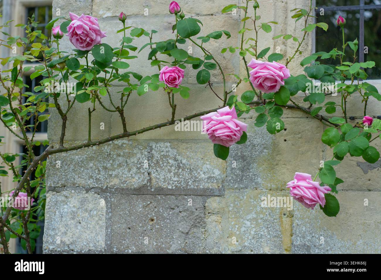 Rosa Rose, Madame Caroline Testout (Climber), an einer Steinmauer Stockfoto
