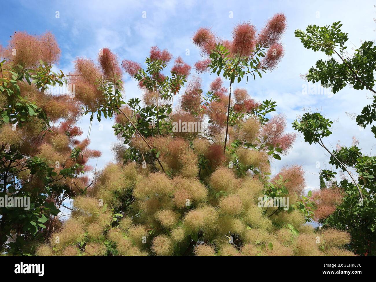 Blühender europäischer Räucherbaum oder Cotinus coggygria im Frühling. Es handelt sich um einen Deziduostrauch, der als Zierpflanze verwendet wird. Stockfoto