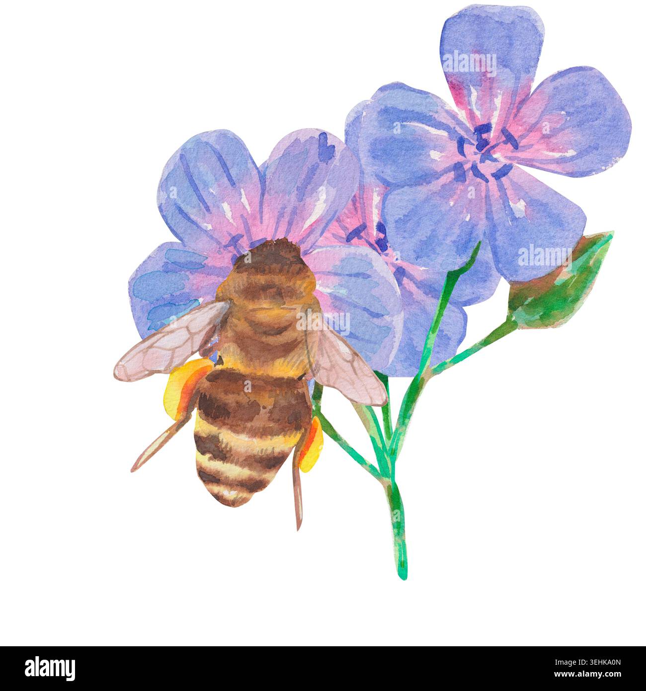 Aquarellillustration einer Honigbiene, die Pollen auf Fliederwiese sammelt, Geranienblüten mit grünem Stamm und Knospen isoliert auf weiß. Handbemalter bota Stockfoto