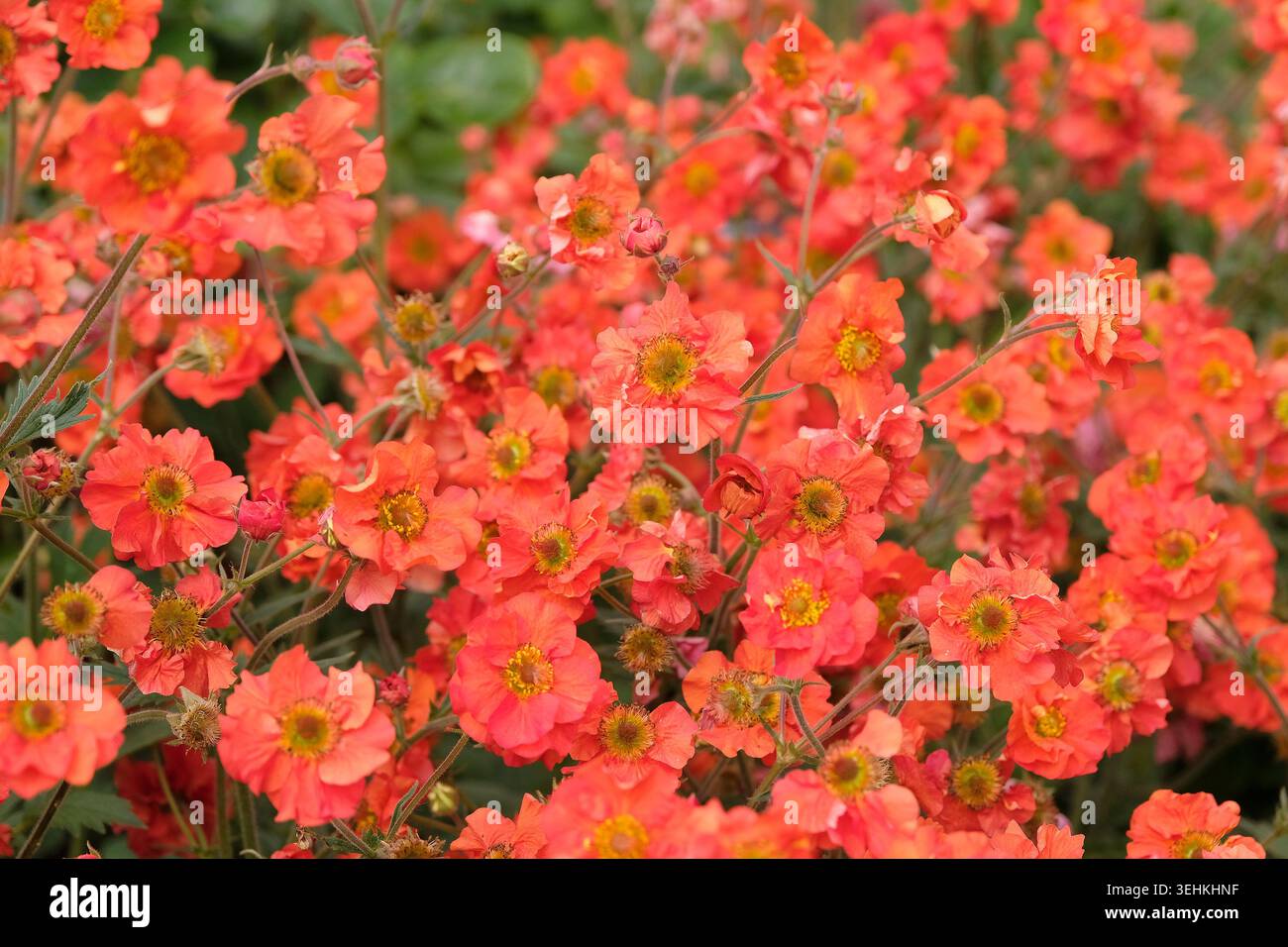 Roter Geum, avens „Scharlach Sturm“ in Blüte. Stockfoto
