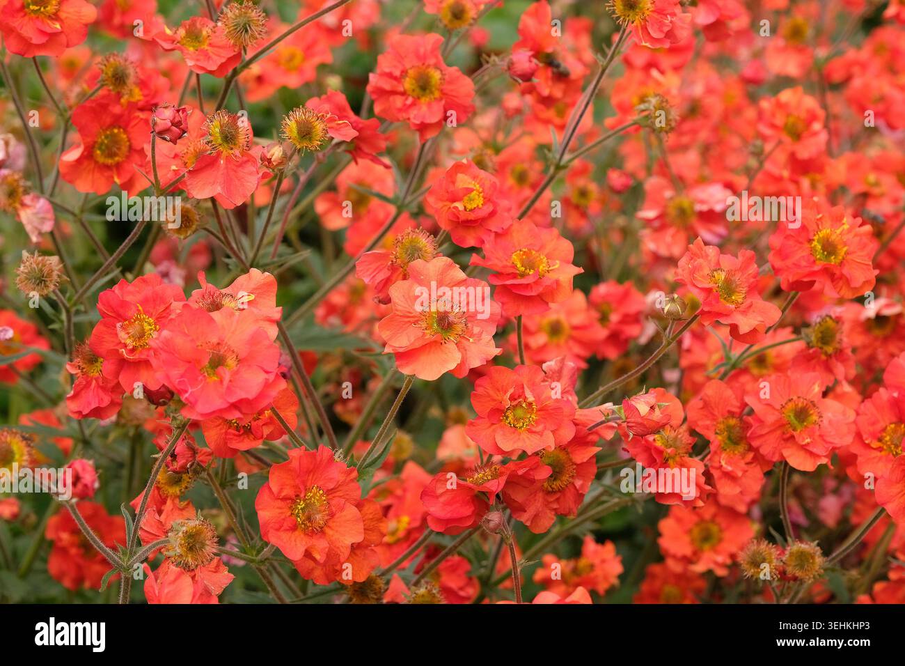 Roter Geum, avens „Scharlach Sturm“ in Blüte. Stockfoto
