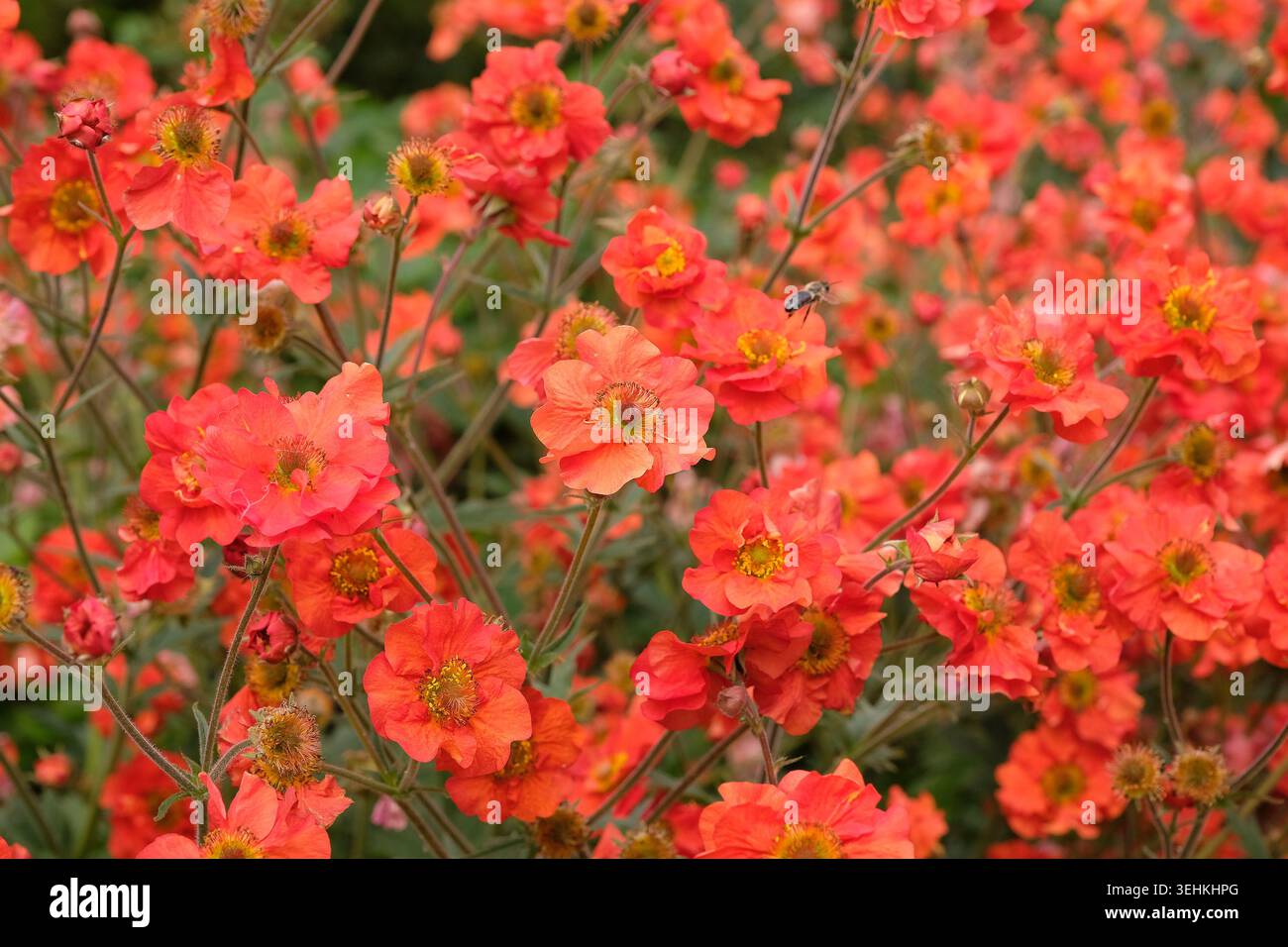 Roter Geum, avens „Scharlach Sturm“ in Blüte. Stockfoto