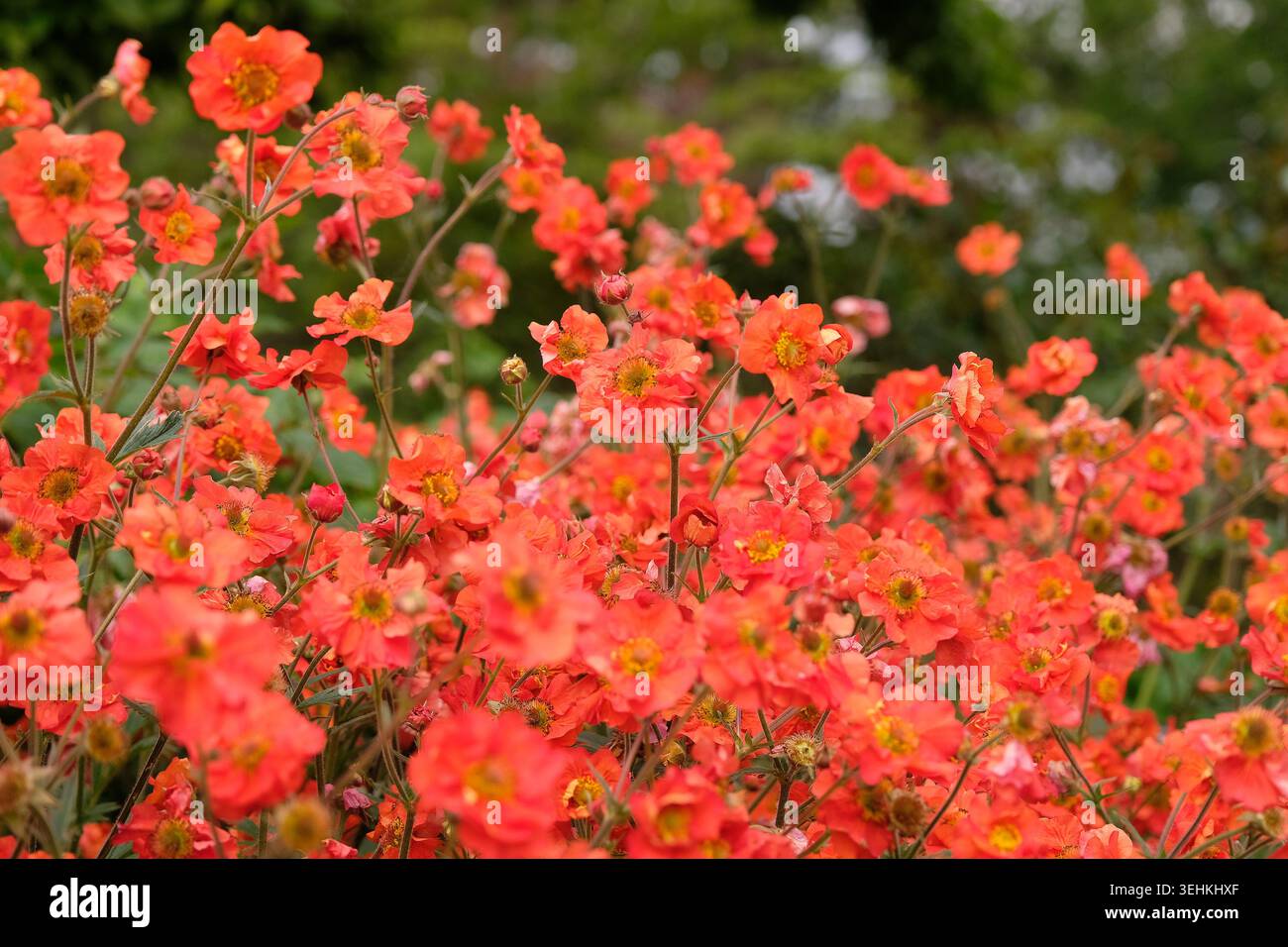 Roter Geum, avens „Scharlach Sturm“ in Blüte. Stockfoto