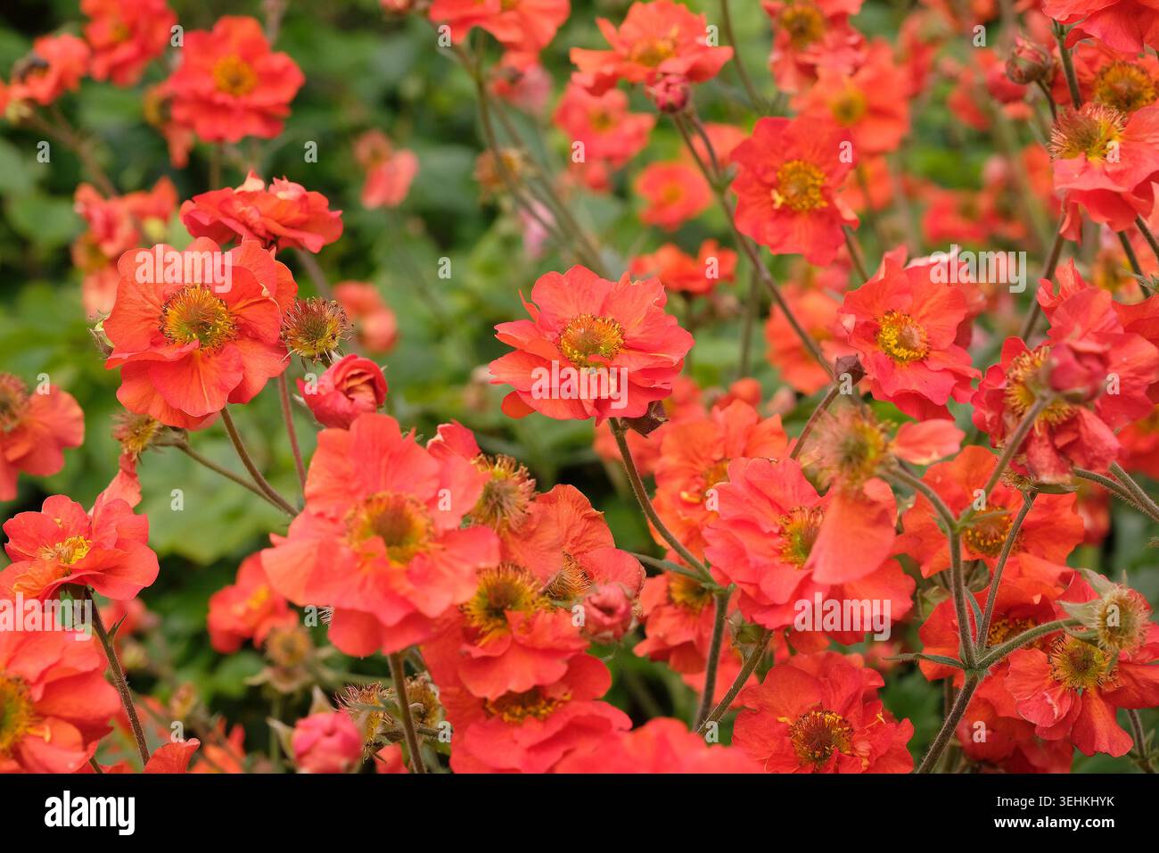 Roter Geum, avens „Scharlach Sturm“ in Blüte. Stockfoto
