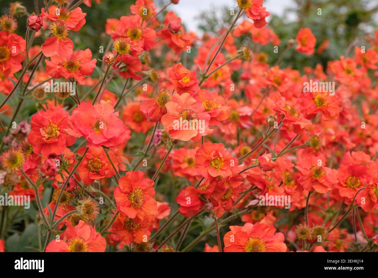 Roter Geum, avens „Scharlach Sturm“ in Blüte. Stockfoto