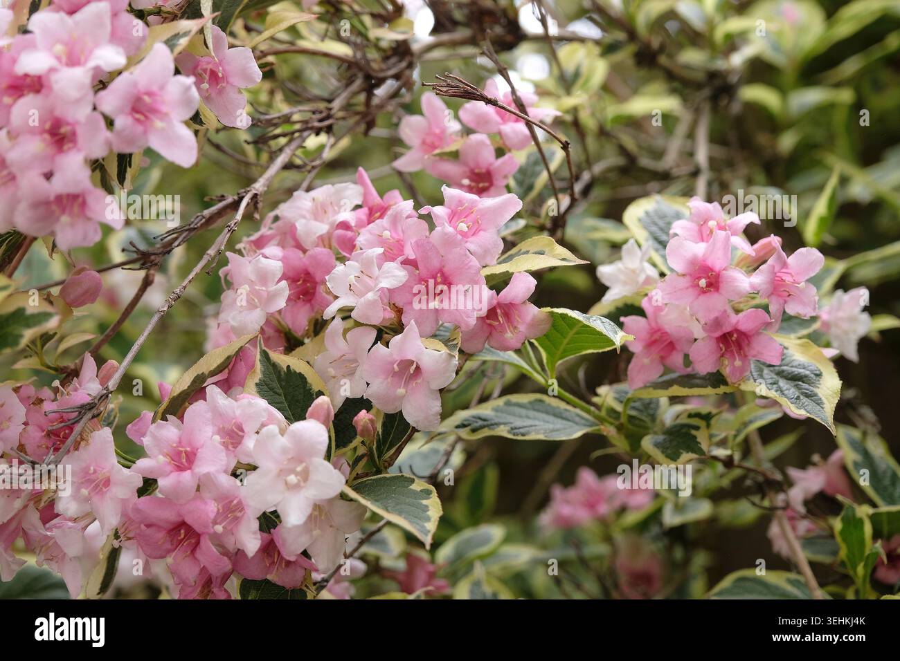 Blassrosa Weigela „Florida variegata“, altmodische weigela in Blüte. Stockfoto