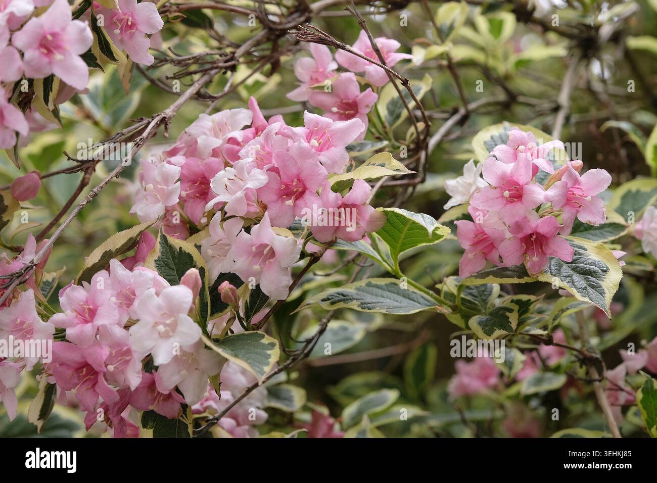 Blassrosa Weigela „Florida variegata“, altmodische weigela in Blüte. Stockfoto