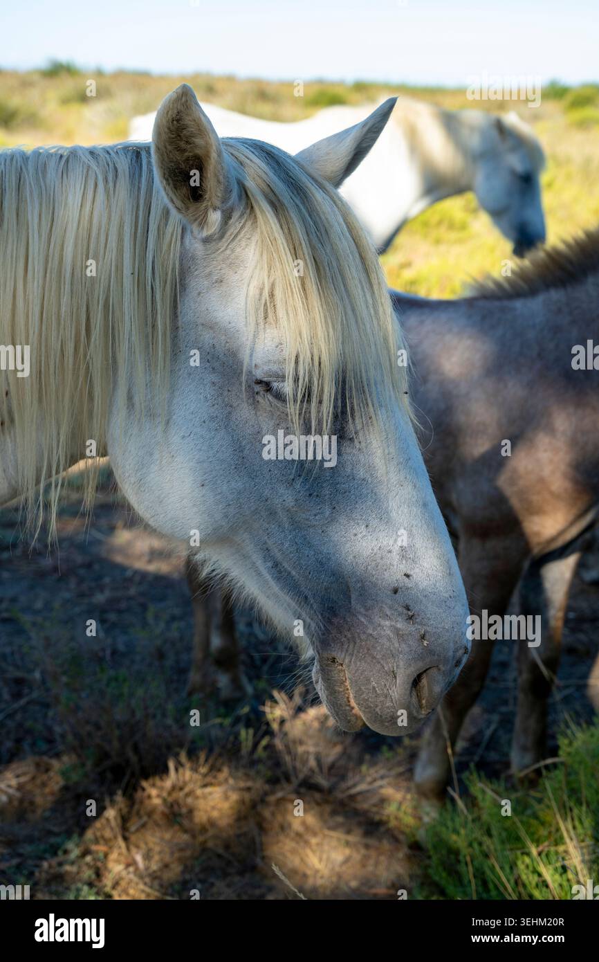 Camargue Horses, eine halbwilde Rasse, die in der Region Camargue in Südfrankreich beheimatet ist. Stockfoto