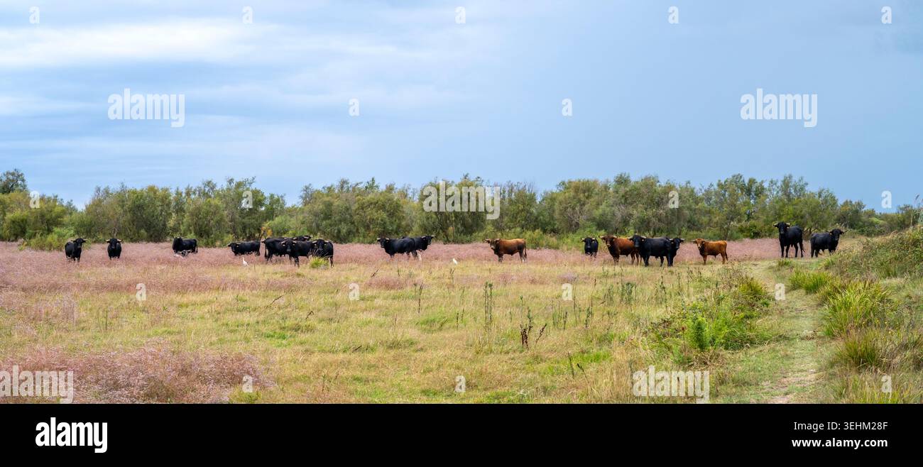 Wilde Stiere, Bos primigenius taurus, in der Camargue in Südfrankreich, leben in den Sumpfgebieten des Rhondeltas einen halbwilden Lebensstil Stockfoto