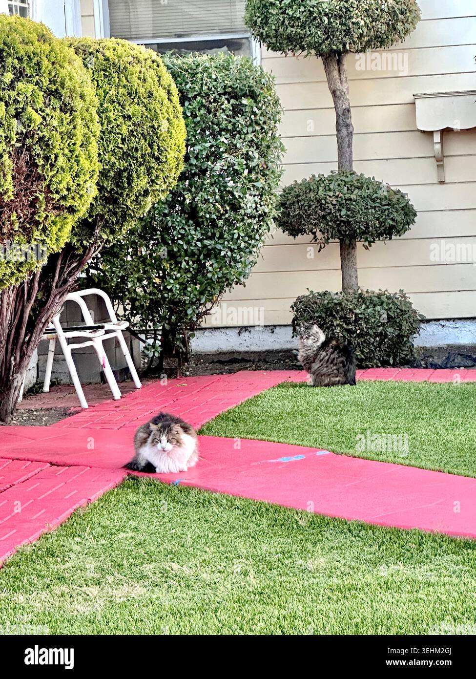 Zwei Katzen ruhen in einem angelegten Wohngarten aus Stockfoto