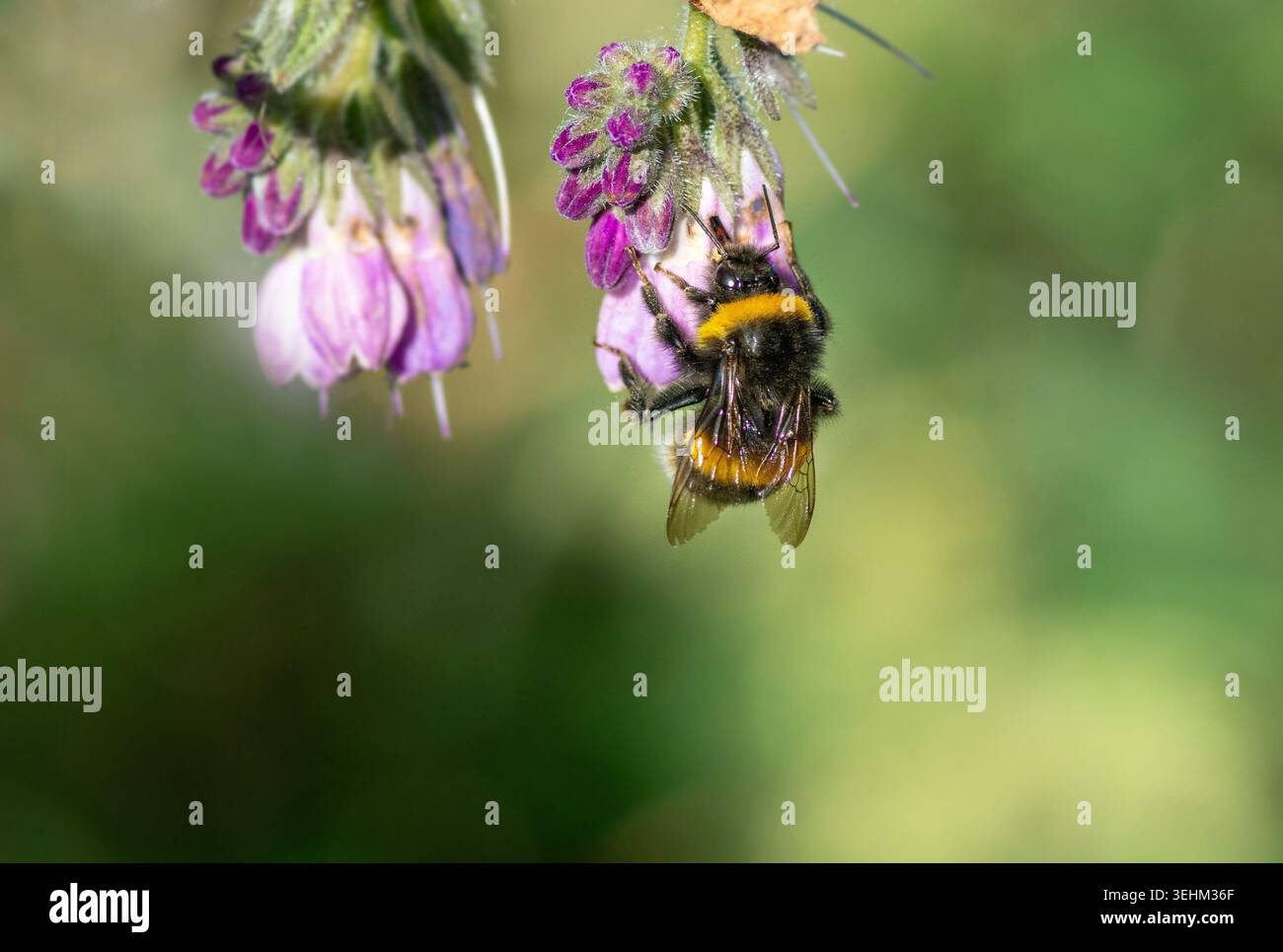 Nahaufnahme einer gebrannten Weißschwanzhummel, die sich an einem Beinwell-Blumenkopf ernährt, mit ihrem Proboscis Nektar extrahiert, Nektar raubende Bienen Stockfoto