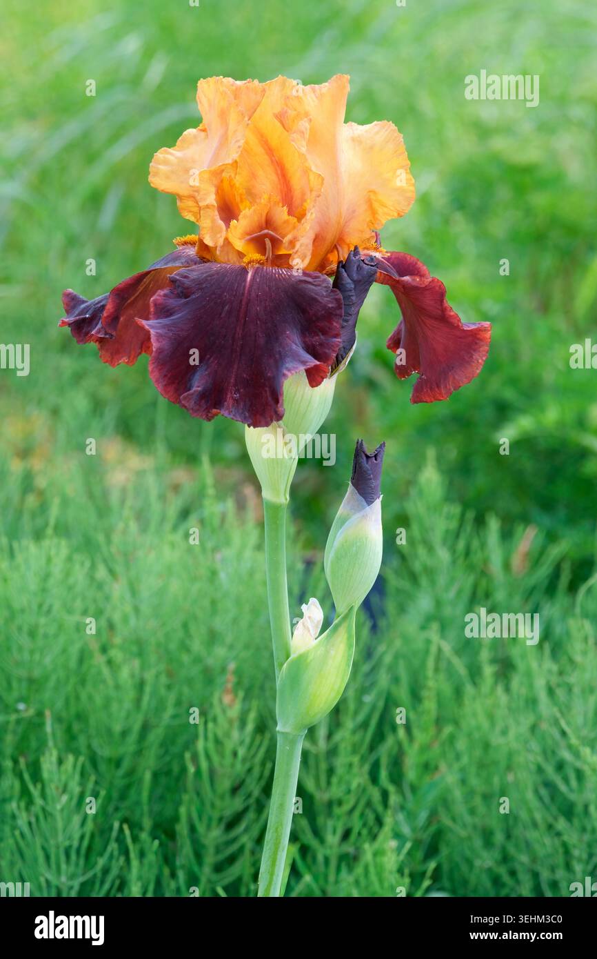 Iris Supreme Sultan, hohe bärtige Iris, große, geraffte Blüten haben tiefe Mahagoni-rote Fälle, goldene Bärte, goldene gelbe Standards Stockfoto