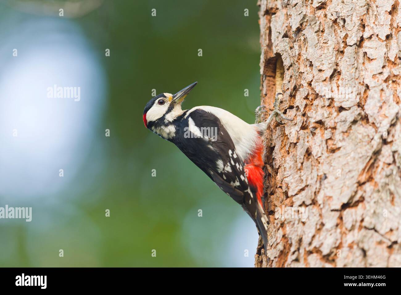 Großspecht Dendrocopos Major, erwachsener Mann, der am Nestloch sitzt, Suffolk, England, Mai Stockfoto