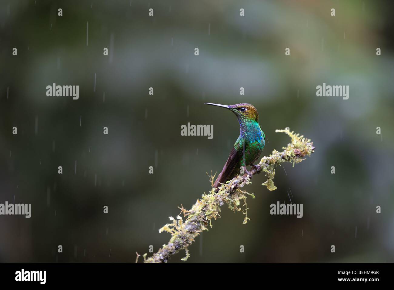 Violettfarbene Brillanten (Heliodoxa leadbeateri), die bei Regen auf einem moosbedeckten Zweig im Nebelwald in Sumaco, Ecuador thront. Stockfoto